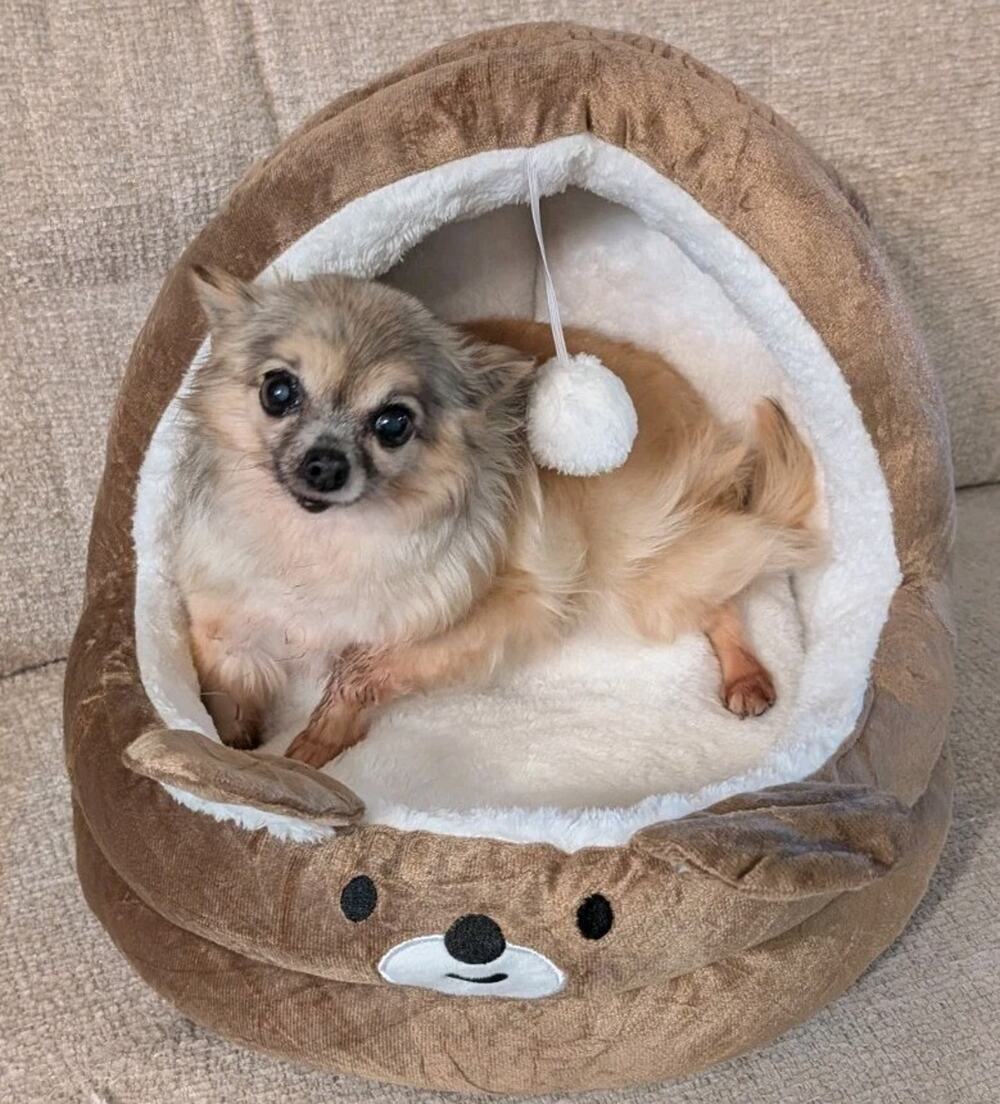 Quality Dog Bed Removable Washable Plush Thick Comfy Warm 15x14x12" Brown H